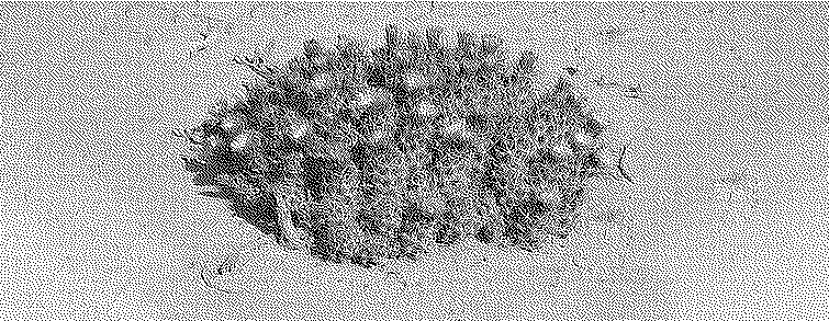A dithered image of a cactus from the Collosal Cleaned Common Crawl dataset (C4)