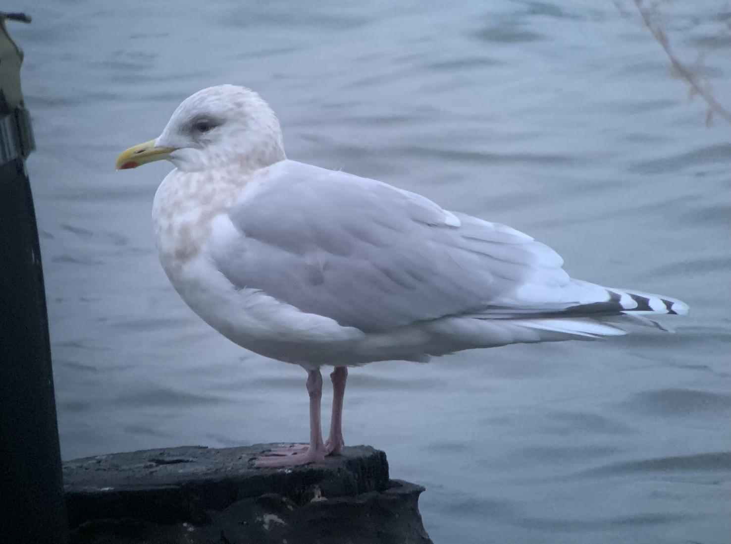 Iceland Gull on the Brooklyn Bridge Pilings (Photo by Mike Yuan)