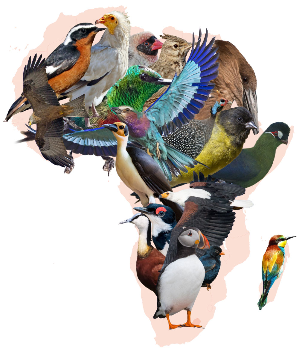 An image of the African continent composed of endemic birds 