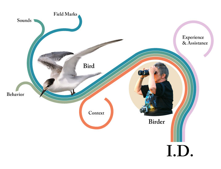 An image of a Birder defining an Id of a bird taking into count The behaviour, sounds, field marks content, experience & assistance, and the bird itself.