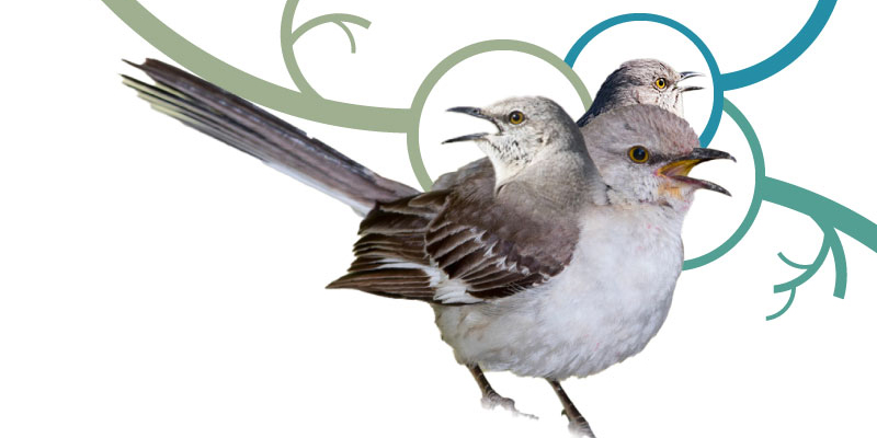 An image of a NorthernMockingbird with 3 heads.