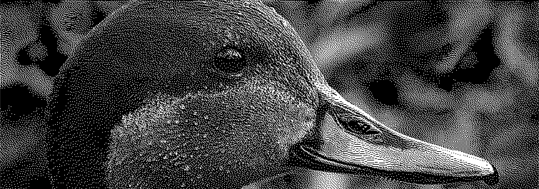 Dithered black and white image of a duck head